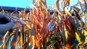 Персик несовместимость подвоя