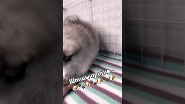 Щенки померанского шпица против Чупакабры! Самые лучшие щенки померанского шпица из питомника 🤩😻🐶