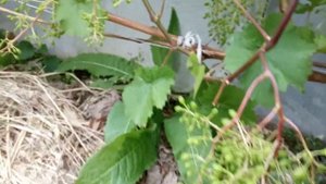 Виноград Алешенькин под поликарбонатным навесом