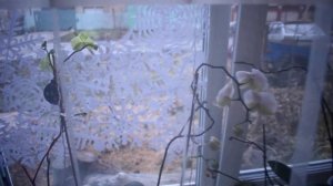 Микрозелень кукурузы,особенности проращивания :-)