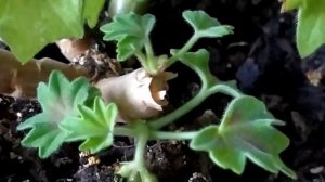 Обзор 3 ярких звездчатых пеларгоний :Helen Christine, Deanna Westwood, Lotta Lundberg. Лучшие сорта