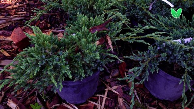 Можжевельник голубой Блю Карпет, ориг Juniperus squamata «Blue Carpet» Зеленый Сад