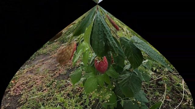 Дача Малина в сентябре смотреть онлайн