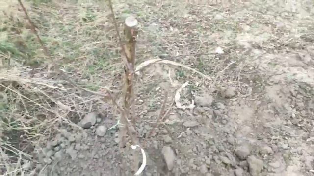 Курчавость Персиков в прошлом ! Первая обработка персика и всех косточковых деревьев ВЕСНОЙ ! Часть смотреть онлайн