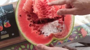 Шок. Что у него внутри???!!! Арбуз Мирза, привитый на подвой Ферро тепличная бахча.