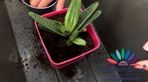 Comment planter fleur de Gasteria