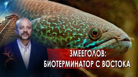 Змееголов: биотерминатор с востока! | Загадки человечества с Олегом Шишкиным (06.10.21).