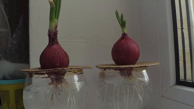 3 дня роста лука за 1,5 минуты смотреть онлайн