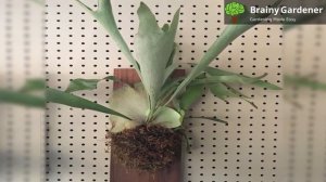 Staghorn Fern (Platycerium Bifurcatum) Growing Tips