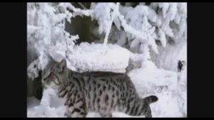 Новая реклама Вискас{BL}.wmv