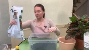 №1.Кодиеум (кротон) . Пересадка после покупки.