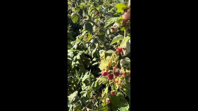 Саженцы малины «Полонез» | Урожай 2023 | Ягода