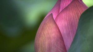 Сутра Великого Знания