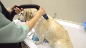 Школа груминга Анны Шишкиной. Курсы груминга