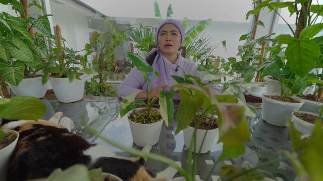 TIPS PERAWATAN SUPAYA SYNGONIUM ALBO VARIEGATA & YELLOW VARIEGATA CERAH| TRENDING PLANT