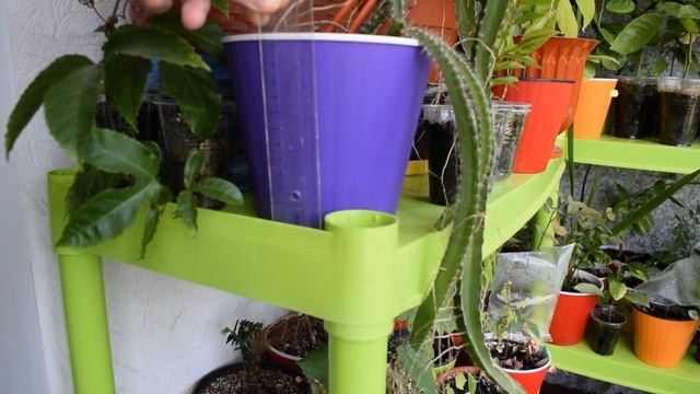 Питахайя из семян. Выращиваем сеянцы питахайи дома смотреть онлайн