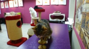 Кот математик складывает числа в уме.