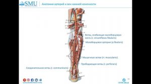 Сосуды нижней конечности