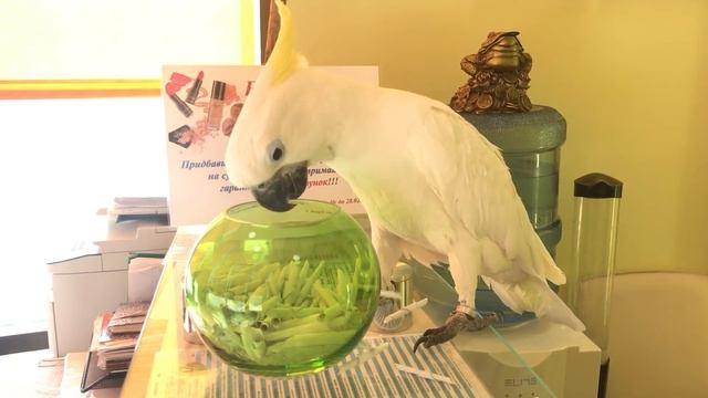 Parrot Cockatoo Кирюня участвует в Акции от Aqua Mineral смотреть онлайн