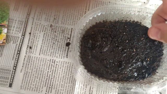 микрозелень на подоконнике в домашних условиях смотреть онлайн