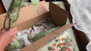 РАСПАКОВКА  РОЗА ВАРТБУРГ, новинка, новый сорт без шипов? ПОСАДКА и УХОД, ОСОБЕННОСТИ ВЫРАЩИВАНИЯ