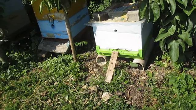 Новые ульи смотреть онлайн