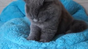 Cat Making Biscuits and Purr Purr