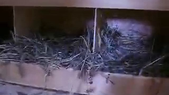 КУРЯТНИК 21.07.2016г. на кирпичных столбиках смотреть онлайн