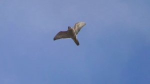 Воздушный бой Сокола Сапсана и Голубей / Aerial battle peregrine falcon and pigeons