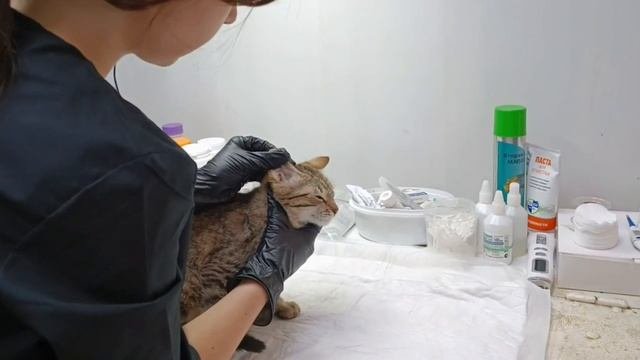 Не человечно - избавляться от того, кого приручил! | Живая коробка