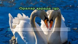 Аққу арман караоке