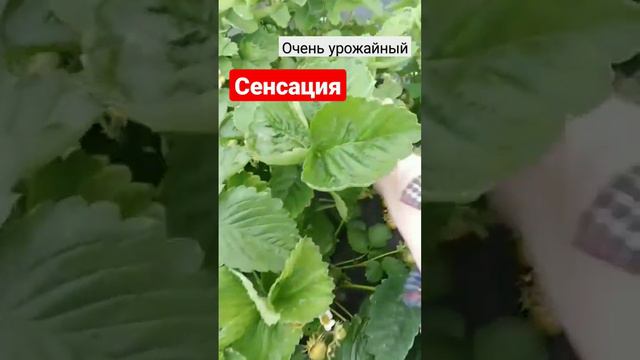 любимый сорт клубники