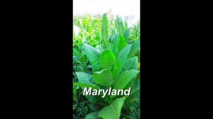 ДНЕВНИК ТАБАКОВОДА № 28  ( 12.07 О сорте Maryland ) ТАБАК