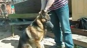 Учимся надевать намордник