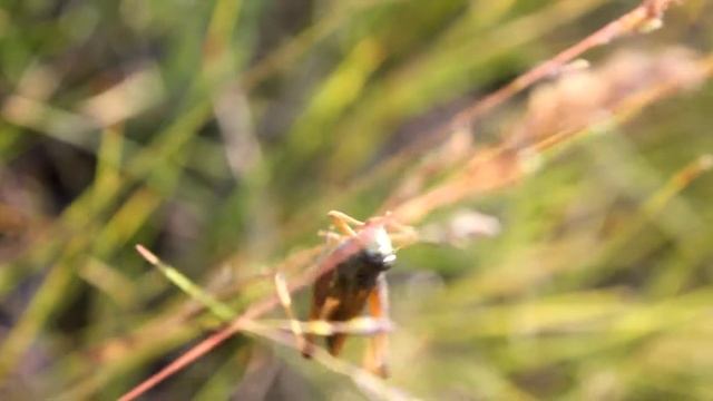 Насекомые/Осы/Кузнечик[Insects/Wasps/Grasshopper] смотреть онлайн