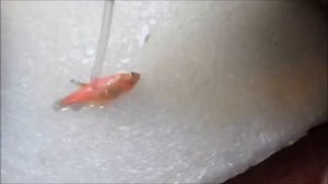 41#  ОСМОТР ПОГИБШЕЙ ДАНИО!!!!!!!!!!!!!!!