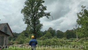 Валка двух больших тополей. Город Белый Тверской области.