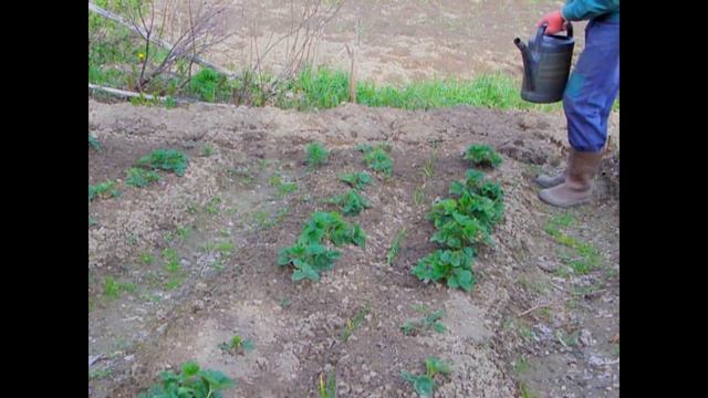 Клубника в начале июня смотреть онлайн