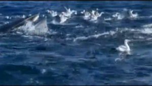 Молостов Алексей, г Северск, Томская обл, 88шк