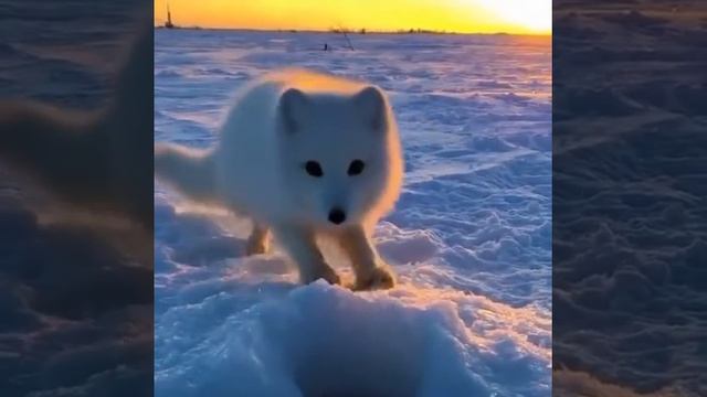 Песец ворует рыбу смотреть онлайн