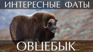 Овцебык. Интересные факты