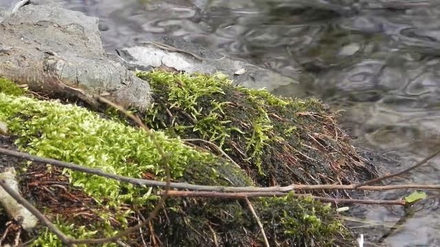 Mother's Garden - Easter 2010 смотреть онлайн