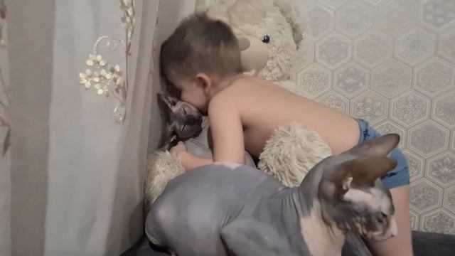Очень активное шевеление котят,в животе у беременной кошечки,смотреть до конца. #канадскийсфинкс