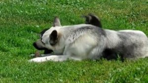 Щенки восточно-европейских овчарок