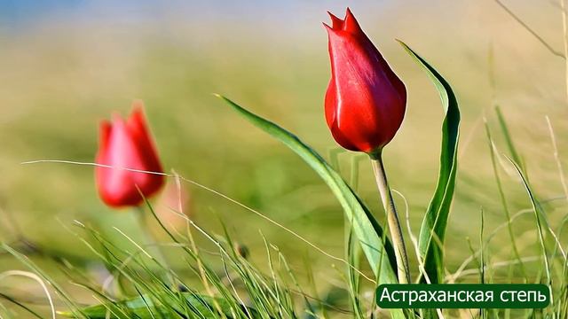 Богдо.Цветение тюльпанов.Ожившие фотографии