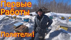 Первые работы на пасеке! Итоги зимовки. Облёт 2021!