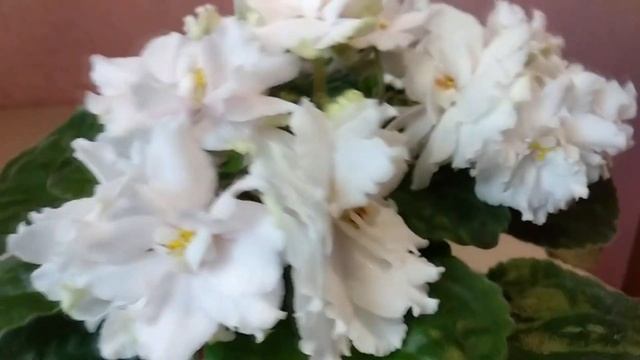Фиалки./ Не все сорта "любят" окно. Как было и что стало. Два белых сорта из моей коллекции.