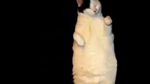 Cat, i am a kitty cat!