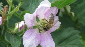 Три Главных Правила При Посадке Жимолости! Это Должен Знать Каждый!