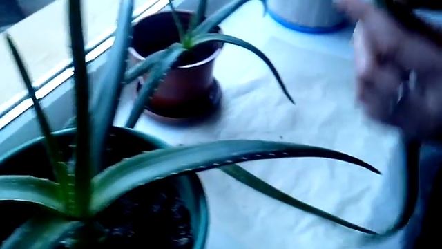 Заготовка листьев алоэ вера смотреть онлайн